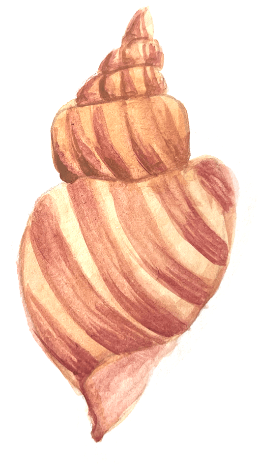 Desenho de Concha 2